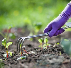 Garden Maintenance